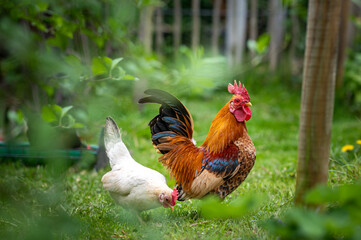 Schöner, stolzer Serama, Bantam Hahn, Huhn und Henne auf einer grünen Wiese im Garten, in der Natur, im Freien, Freiland. Selektive Schärfe