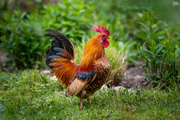 Schöner, stolzer Serama, Bantam Hahn, Huhn auf einer grünen Wiese im Garten, in der Natur, im Freien, Freiland. Selektive Schärfe