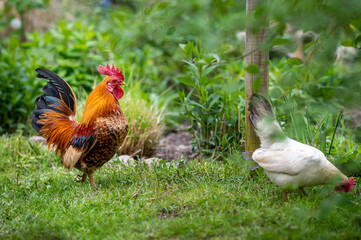 Schöner, stolzer Serama, Bantam Hahn, Huhn und Henne auf einer grünen Wiese im Garten, in der Natur, im Freien, Freiland. Selektive Schärfe