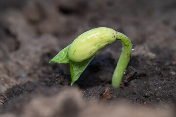 Sprout of kidney beans. Close-up
