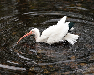 White Ibis stock photo. Close-up profile view in the water taking a bath with fluffy feathers wings displaying white feathers plumage, in its environment and habitat. Portrait. Image. Picture.