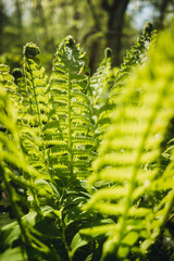 fern leaf in the forest