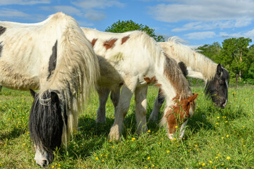 Obraz premium Irish cob horse in a pasture.