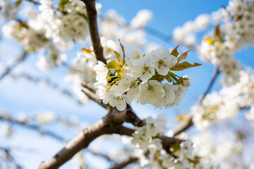 White cherry blossoms in spring, Callery pear blossoms,