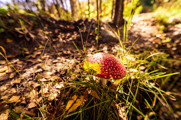Amanita muscaria with a leaf on a pileus growing near the path in the woods