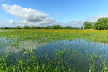 Meadow in bloom flooded in spring in the French countryside.