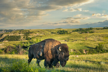 Grote mannelijke bizon in het Theodore Roosevelt National Park - North Unit - North Dakota Badlands - buffel