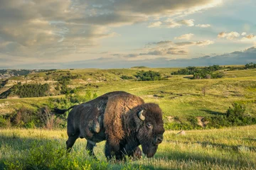 Fotobehang Buffel Grote mannelijke bizon in het Theodore Roosevelt National Park - North Unit - North Dakota Badlands - buffel