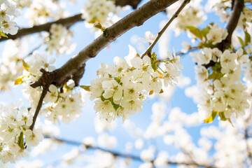 White cherry blossoms in spring, Callery pear blossoms,