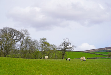 Fototapeta premium Pasture and sheep, rural landscape in Yorkshire, England