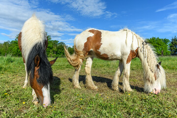 Irish cob horse in a pasture.