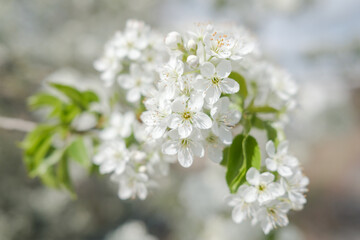 White cherry blossoms in spring, Callery pear blossoms,