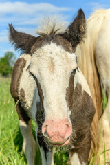 Fototapeta premium Portrait of a foal in a pasture.