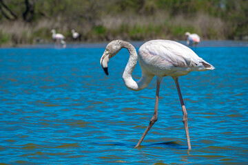 Pink Flamingo grooming itself in the lagoon