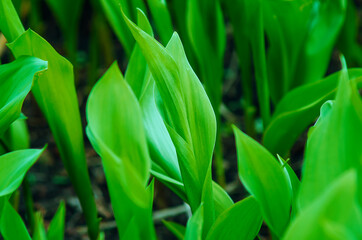 Fototapeta na wymiar Green leaves of lilies of the valley, close-up.