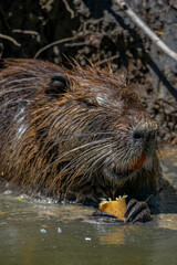 Coypu Aka Nutria or Swamp rat eating some roots inside the water
