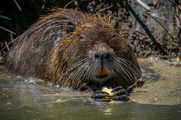 Coypu Aka Nutria or Swamp rat eating some roots inside the water
