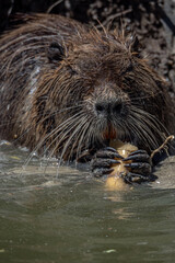 Coypu Aka Nutria or Swamp rat eating some roots inside the water