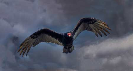 Vulture flying overhead aganist a dark threatening sky in southwest Florida USA