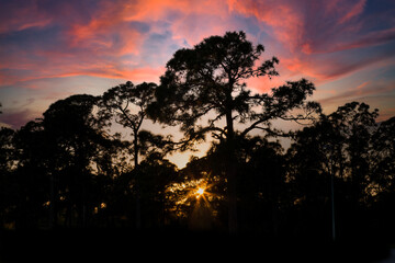 Naklejka na ściany i meble Trees silouetted aganist a colorful sunset sky in Southwest Florida USA