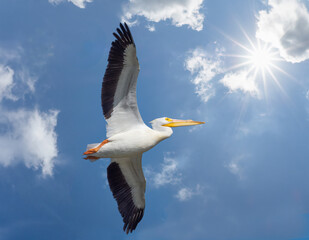 Single white bird soaring in blue sky with white clouds and sunburst in sky above the bird