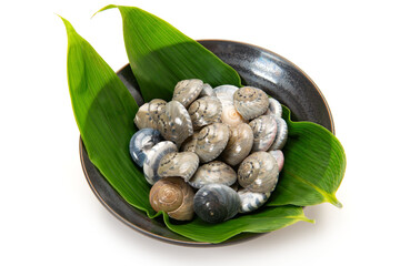 ながらみ貝の塩茹で