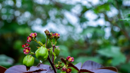Amazing images of small red flowers of Jatropha gossypifolia in nature.