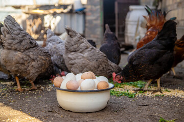 geese and chicken on the farm, eggs in a bowl. selective focus