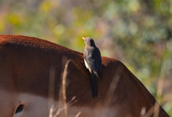 Red-billed oxpeckers (Buphagus erythrorhynchus) on the back of a impala, Kruger National Park, South Africa.