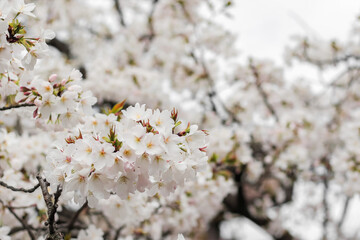 White cherry blossom in Osaka, Japan