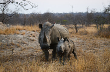 A young white rhino and its mom roaming the woodlands of the Greater Kruger area, South Africa © Pedro