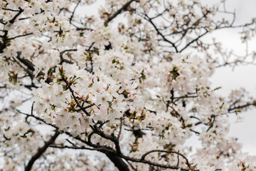 White cherry blossom in Osaka, Japan