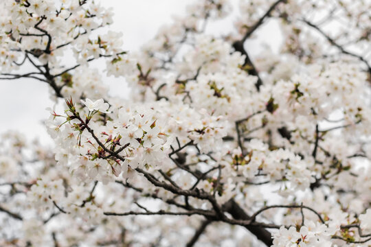 White Cherry Blossom In Osaka, Japan