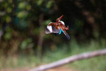 White - throated Kingfisher