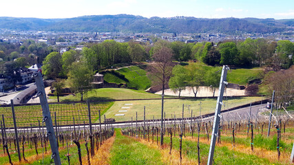 Blick von Weinbergen auf das alte römische Amphitheater Trier