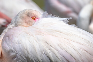 Pink Flamingo grooming itself in the lagoon