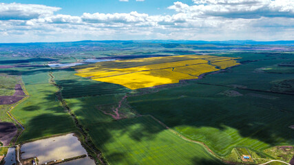 yellow field of colors