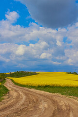 rape blossoms,the road stretches to the rapeseed field which is flowering
