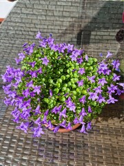 Campanula garganica