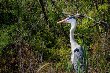 Heron eyeing down the water in search of prey - obrazy, fototapety, plakaty