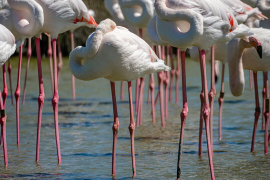 Flamingos in bird park / wildlife sanctuary in the camargue, South France © Mike Workman