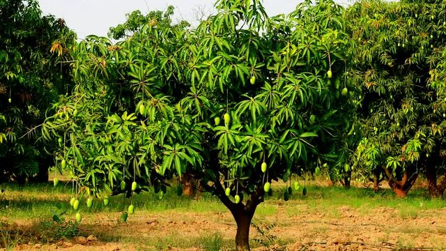 Mango Fruit Hanging From Tree In gujarat india,fresh mangoes hold on the tree,small Kesar mango (keri) fruit hanging on tree in Mango garden