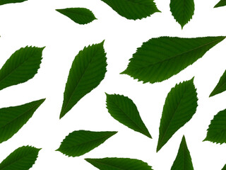 seamless chestnut leaves pattern, on white background, summer green leaves