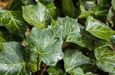 Efeu nach dem Regen