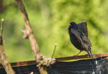 singing starling