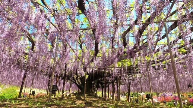 満開の藤の花　あしかがフラワーパーク