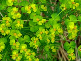 Obraz premium Parterre végétal.