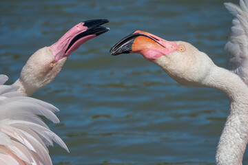 Flamingoes fighting during mating season