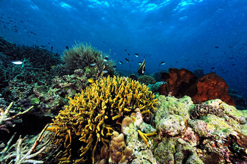A picture of the coral reef