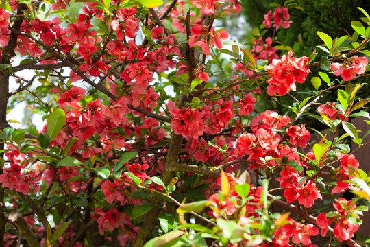 Arbustes en fleurs, les feuilles sont petites et vertes et les fleurs sont roses. Il y a du soleil et de la luminosit&eacute;.